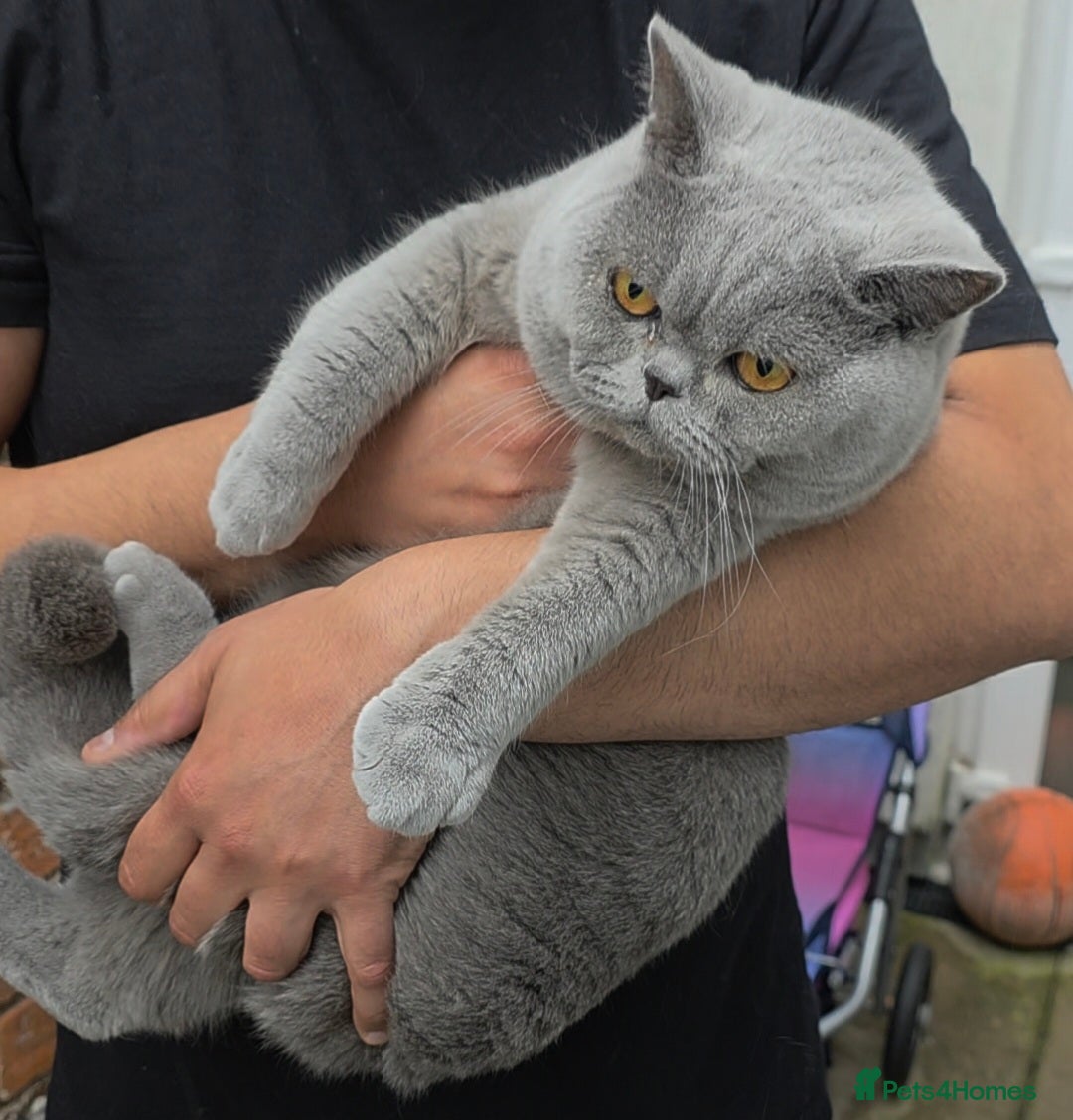 British Shorthair cats for sale: British Shorthair Male Kitten Pedigree/GCCF Reg - Image 2