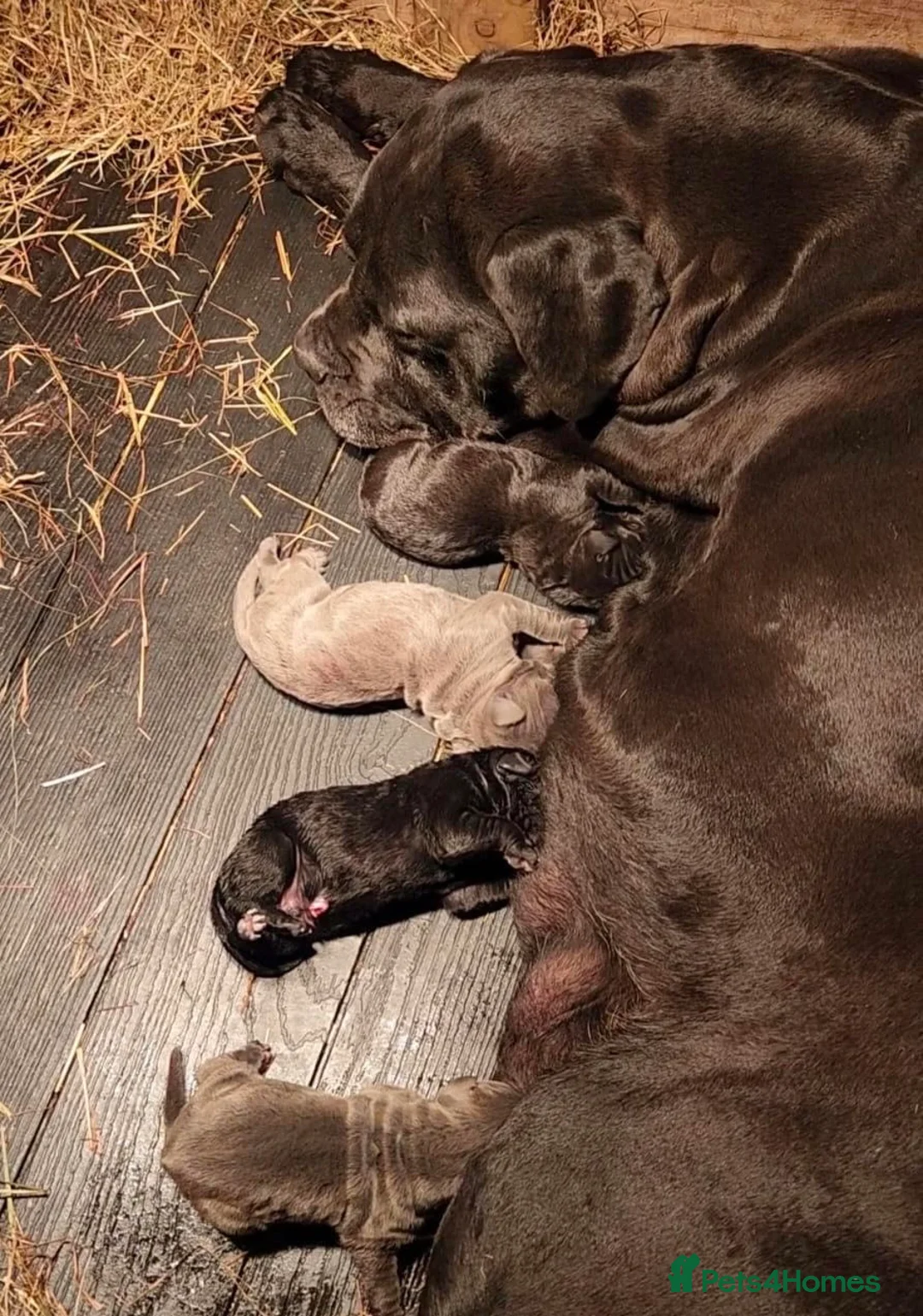 Cane Corso dogs for sale: Champion Blood Line Cane Corso Puppies - Advert 12