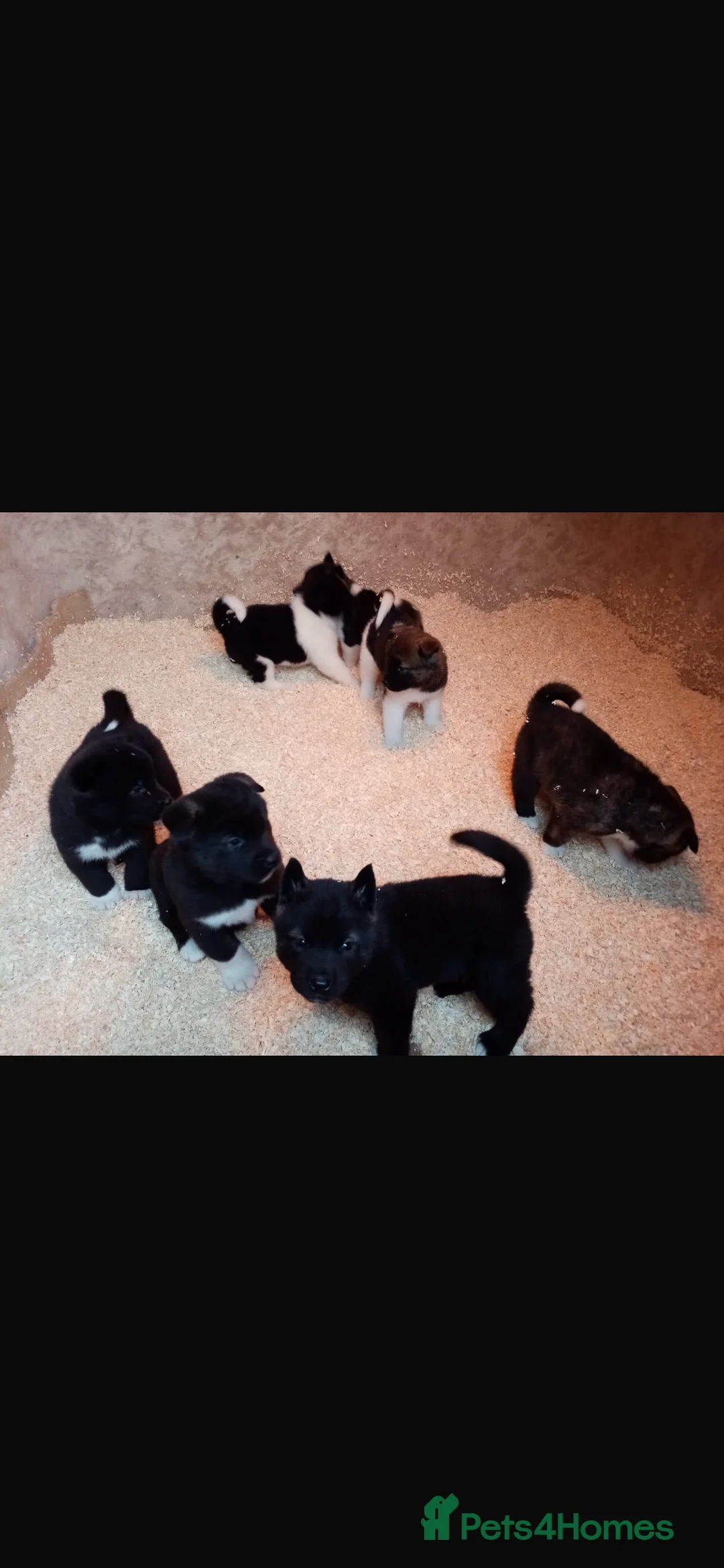 Akita dogs for sale: 7 bear faced American Akitas puppies  - Advert 11