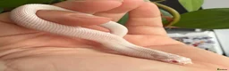 Snake reptiles for sale: Various Western Hognose Hatchlings - Advert 15