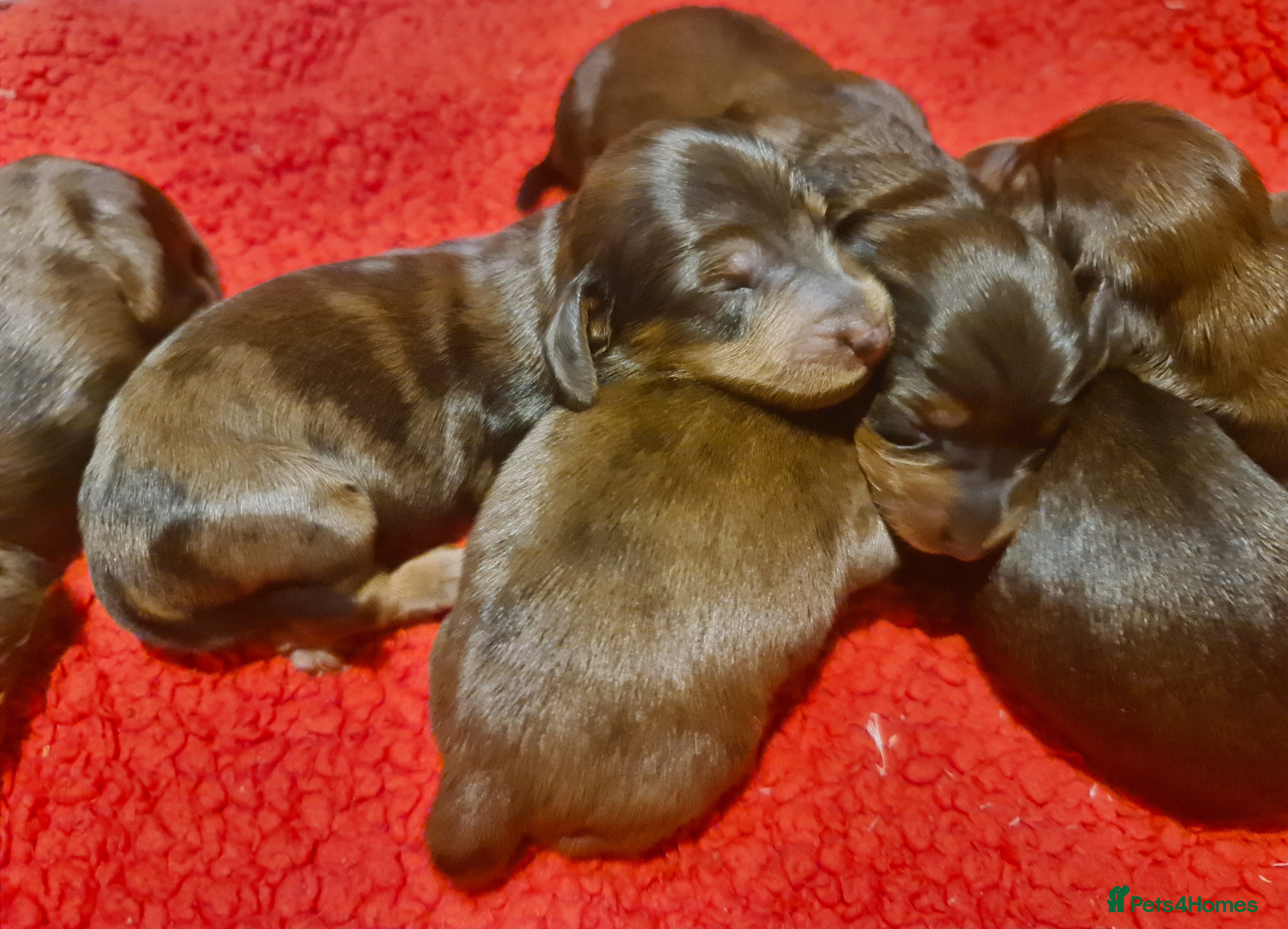 Miniature Dachshund dogs 6 beautiful long-haired dachshund pupps - Advert 8