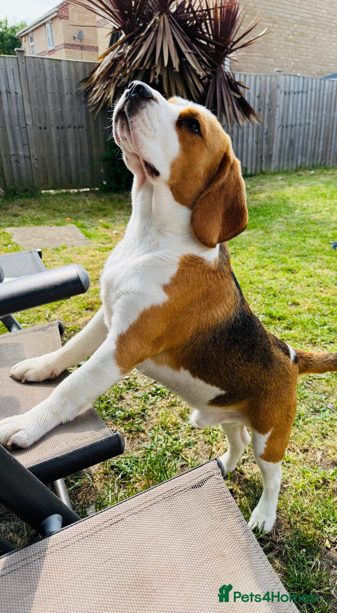 Beagle dogs for sale: Beagle  - Advert 1