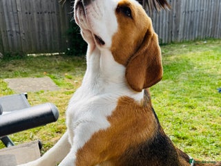 Beagle dogs Beagle - Advert 4