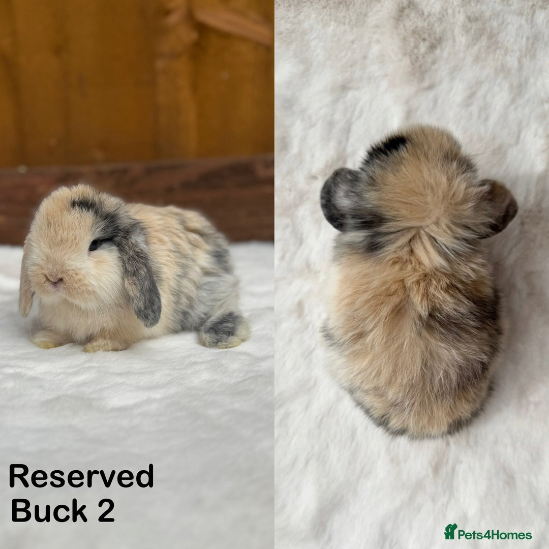 Mini Lop rabbits for sale: New ad in 4 weeks - Purebred Harlequin Mini Lops  - Image 3