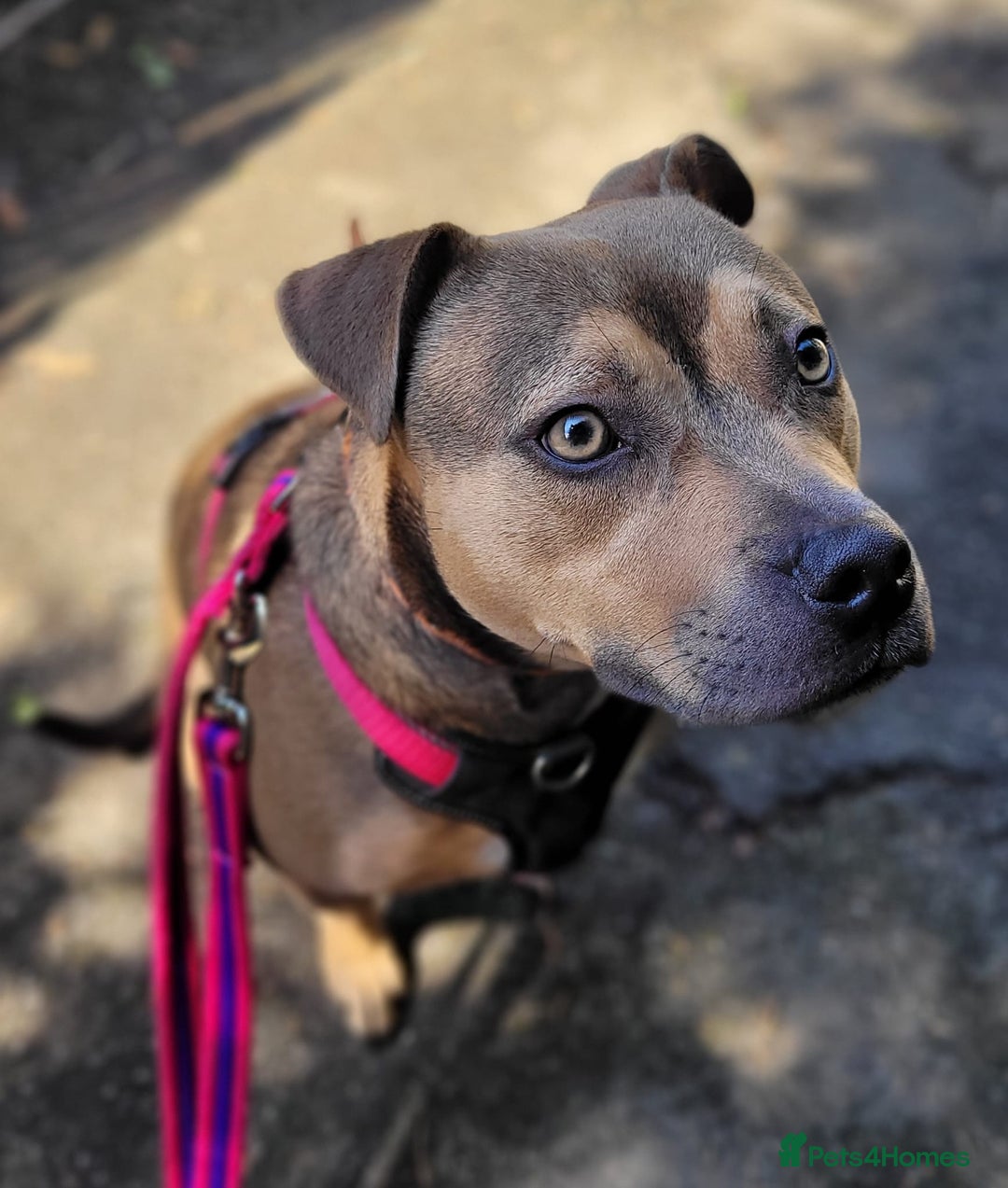 Mixed Breed dogs for sale: Staffy Cross In Need Of A Quieter Home 🐾💛 - Image 4