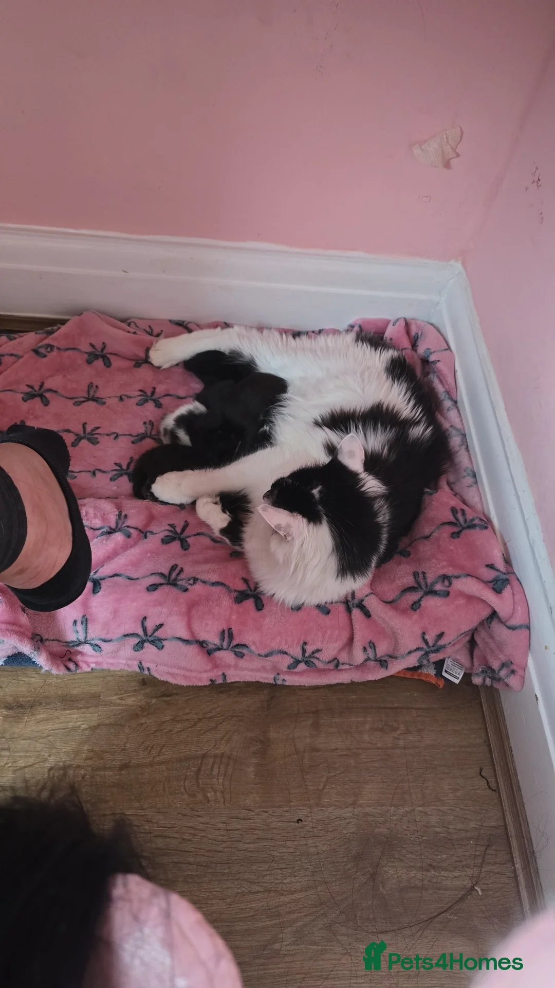 Mixed Breed cats for sale: 3 females left  - Advert 2