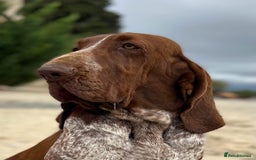 Bracco Italiano dogs for sale: 🌟 TOP BREEDER 2021,22,22,24,25🌟 - Image 10
