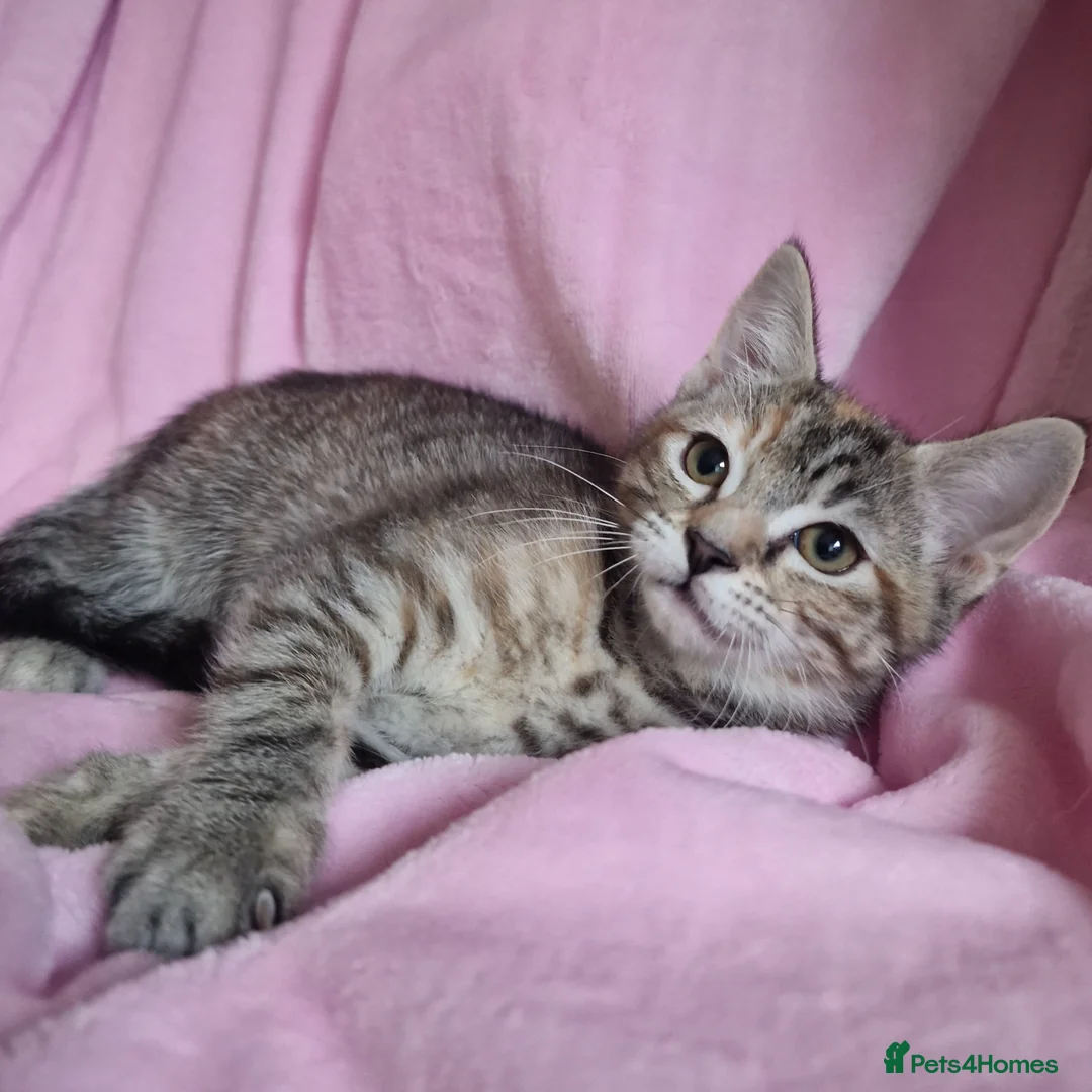 Mixed Breed cats for sale: Cute kittens  - Advert 5