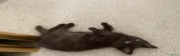 Mixed Breed cats for sale: Beautiful British longhair x Maine coon x kitten  - Advert 8
