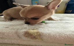 Mixed Breed dogs for sale: Jack chi puppies - Image 8