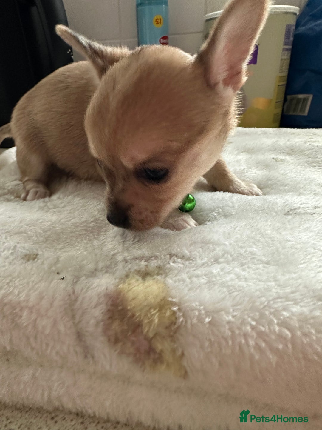 Mixed Breed dogs for sale: Jack chi puppies - Image 8