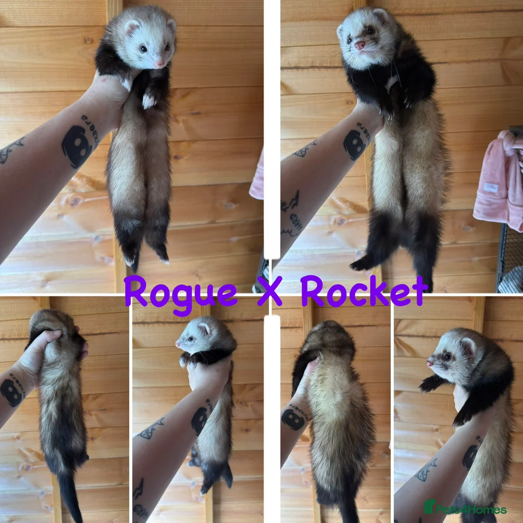 Ferret rodents for sale: Ferret kits - micro lineage - Advert 2