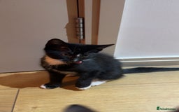 British Shorthair cats for sale: Male Tuxedo - Image 6