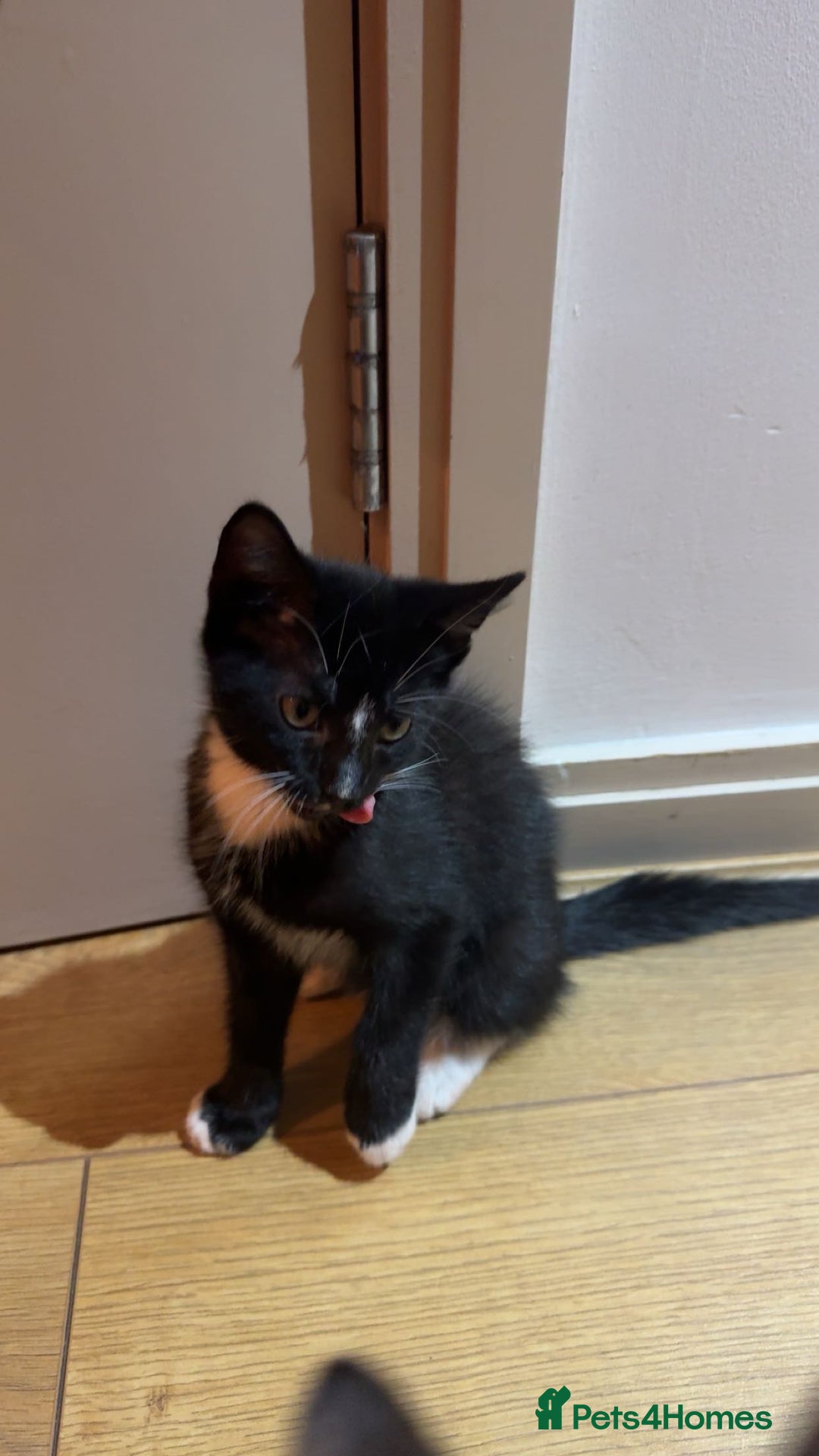 British Shorthair cats for sale: Male Tuxedo - Image 6
