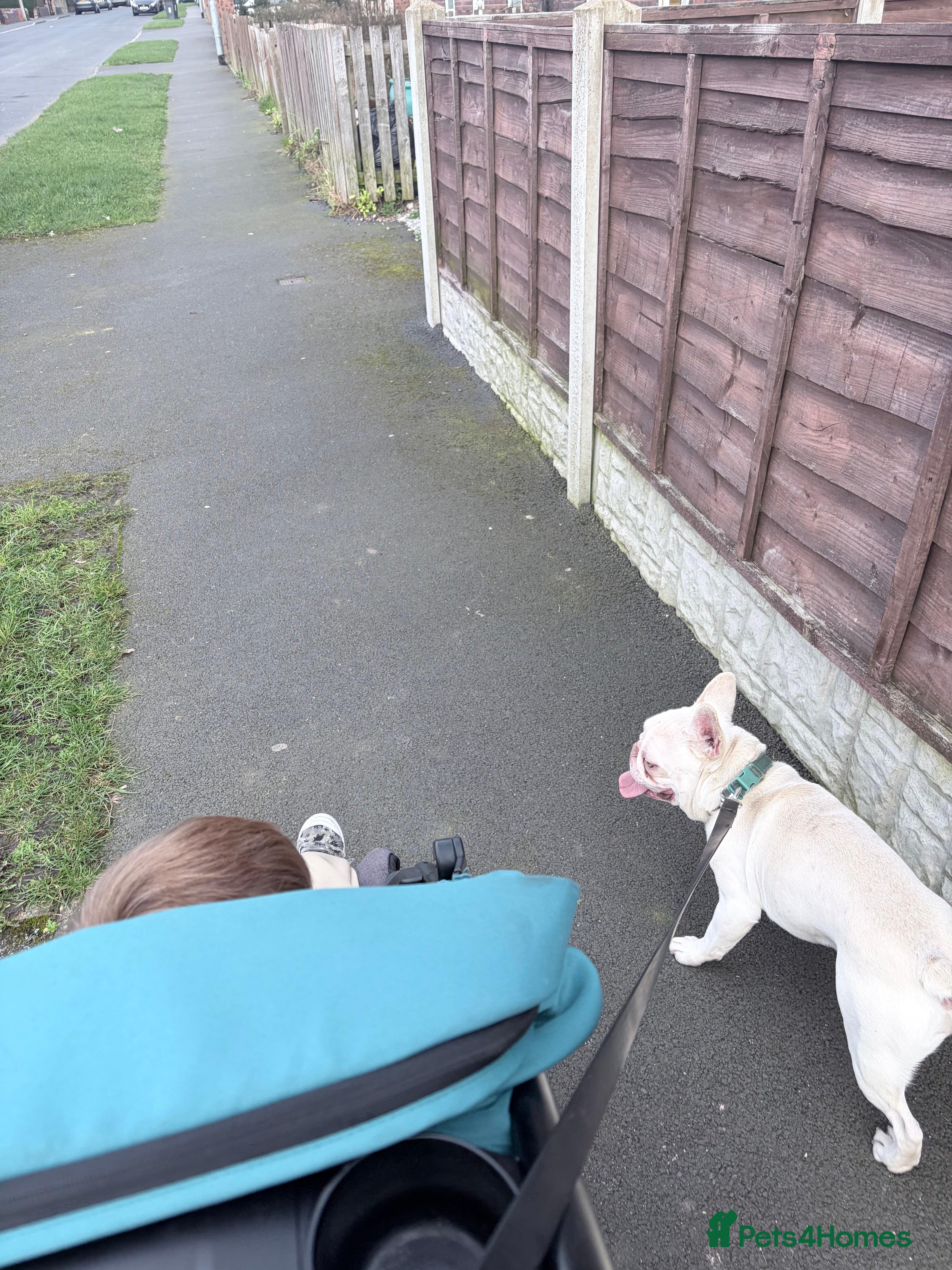 French Bulldog dogs 2 year old French bulldog - male  - Advert 1