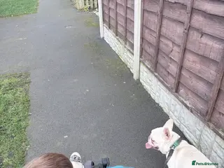 French Bulldog dogs 2 year old French bulldog - male - Advert 1