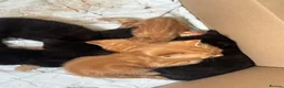 Mixed Breed cats for sale: 5 kittens left  - Advert 8