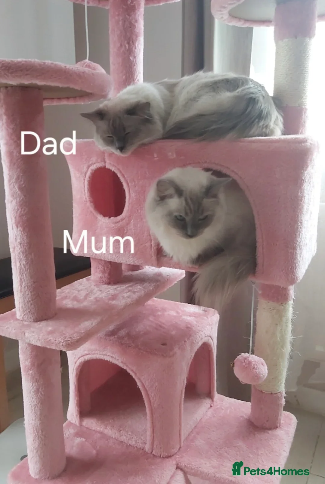 Ragdoll cats for sale: Four stunning blue point Ragdoll kittens - Image 11