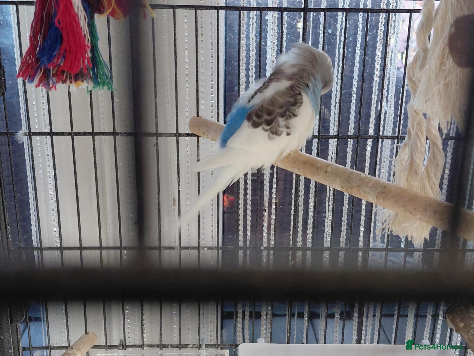 Budgerigars birds Baby budgies for sale - Advert 2