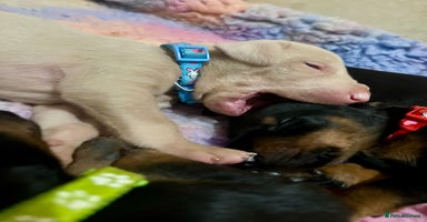 Dobermann dogs - Advert 15