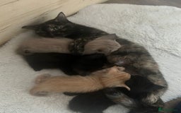 Mixed Breed cats for sale: Kittens for sale  - Image 5