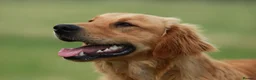 Golden Retriever dogs for sale: Golden retriever puppy's  - Advert 11