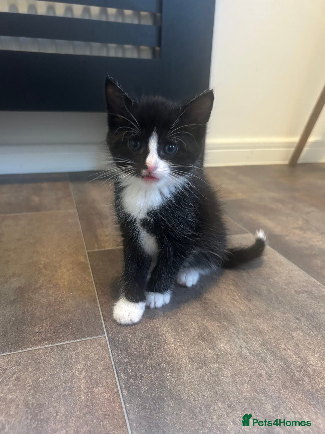 American Shorthair cats for sale: American short haired cross Norwegian forest cat - Image 6