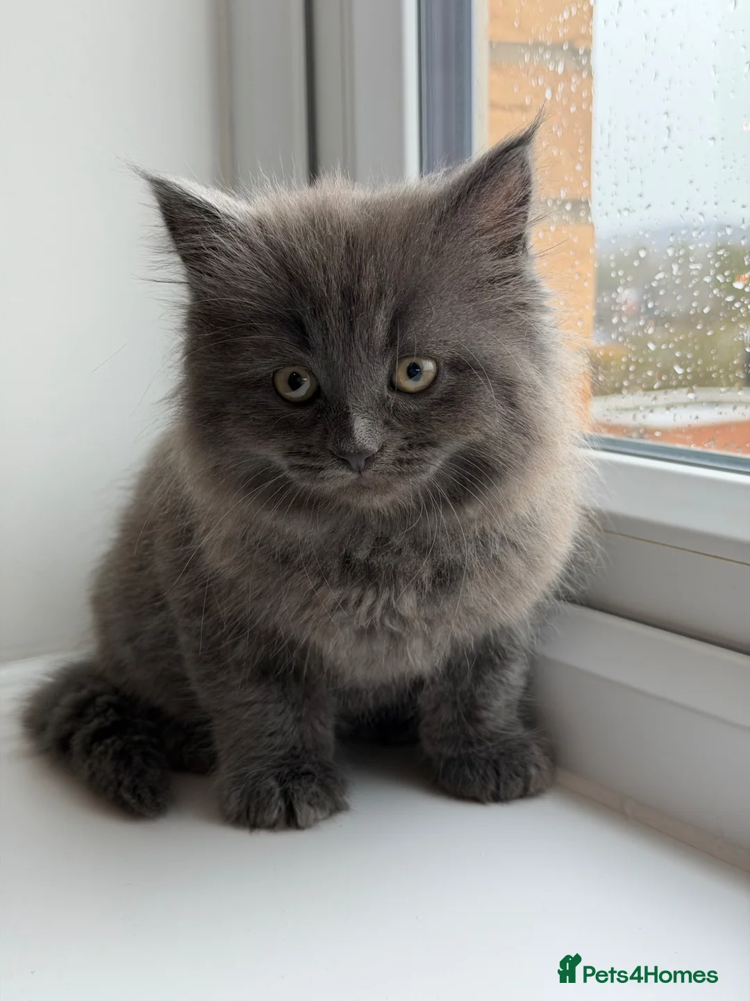 British Shorthair cats for sale: British Short Hair X Scottish Fold in Feltham - Advert 1
