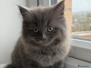 British Shorthair cats British Short Hair X Scottish Fold - Advert 2