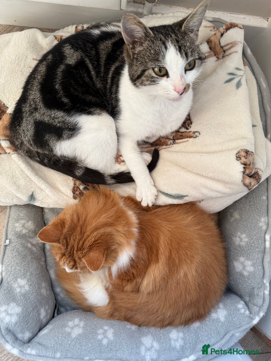 Mixed Breed cats for sale: 3 beautiful kittens for sale - Advert 3