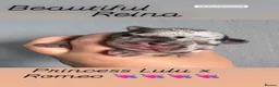 French Bulldog dogs for stud: Romeo - Choc&Tan Tweed Merle carrying testable 💖 - Advert 14