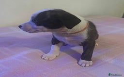 Staffordshire Bull Terrier dogs for sale: Beautiful coloured staffies - Image 14