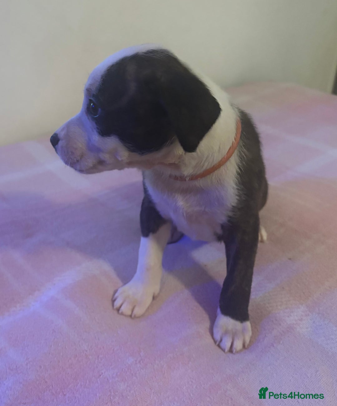 Staffordshire Bull Terrier dogs for sale: Beautiful coloured staffies - Image 14