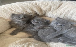 British Shorthair cats for sale: GORGEOUS FLUFFBALLS FOR SALE - Image 1