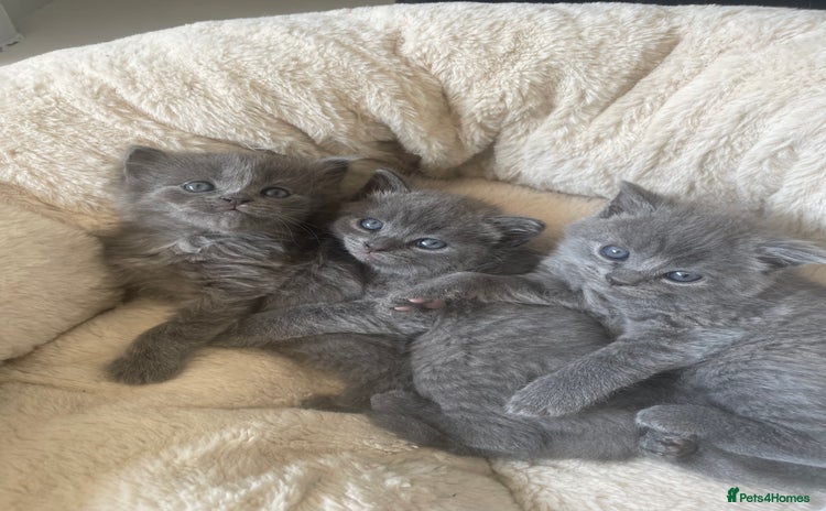 British Shorthair cats for sale - Advert 2