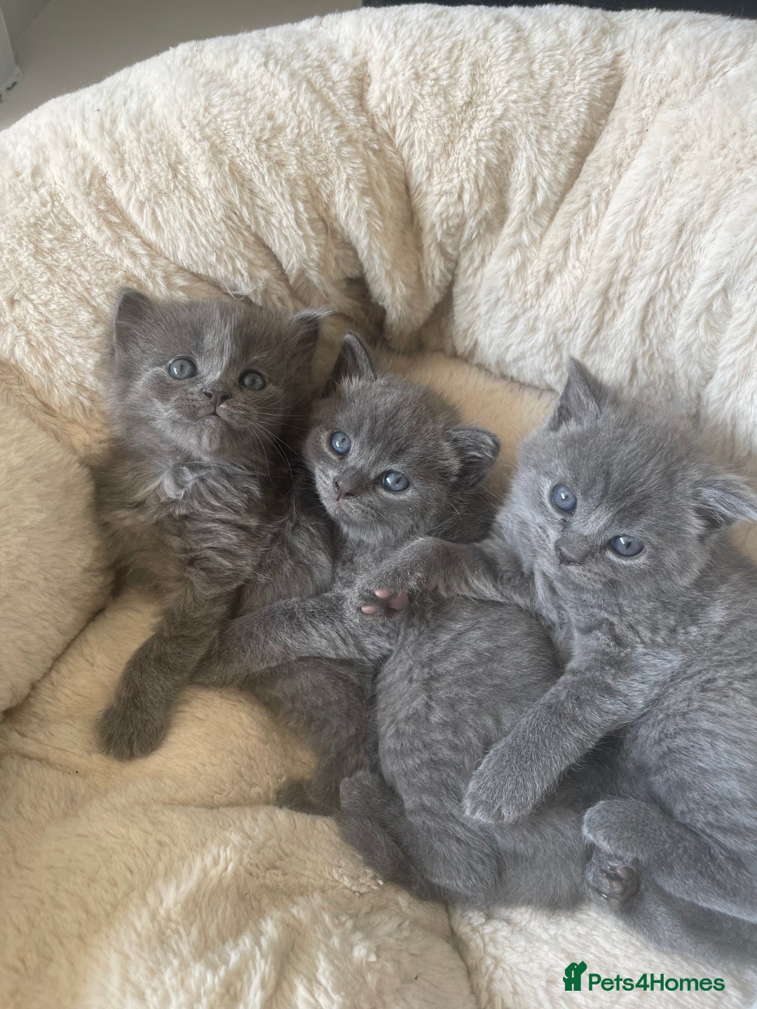British Shorthair cats for sale: GORGEOUS FLUFFBALLS FOR SALE - Image 1