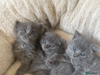 British Shorthair cats - Advert 26