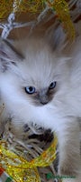Ragdoll cats in Manchester - Advert 14