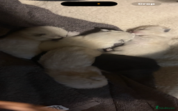 Ragdoll cats for sale: Ragdoll cross Siamese kittens  - Image 7