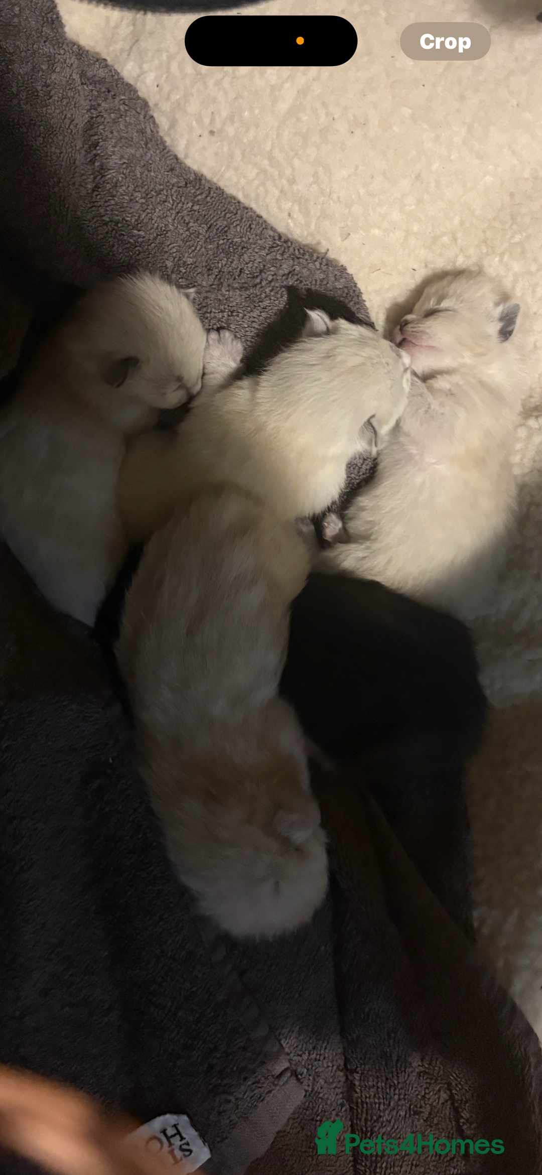 Ragdoll cats for sale: Ragdoll cross Siamese kittens  - Image 7