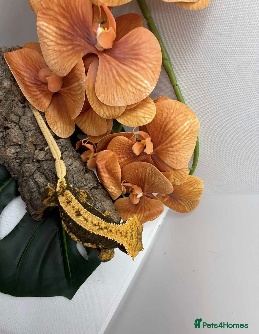 Gecko reptiles for sale: Crested Gecko adults and babies - Advert 3