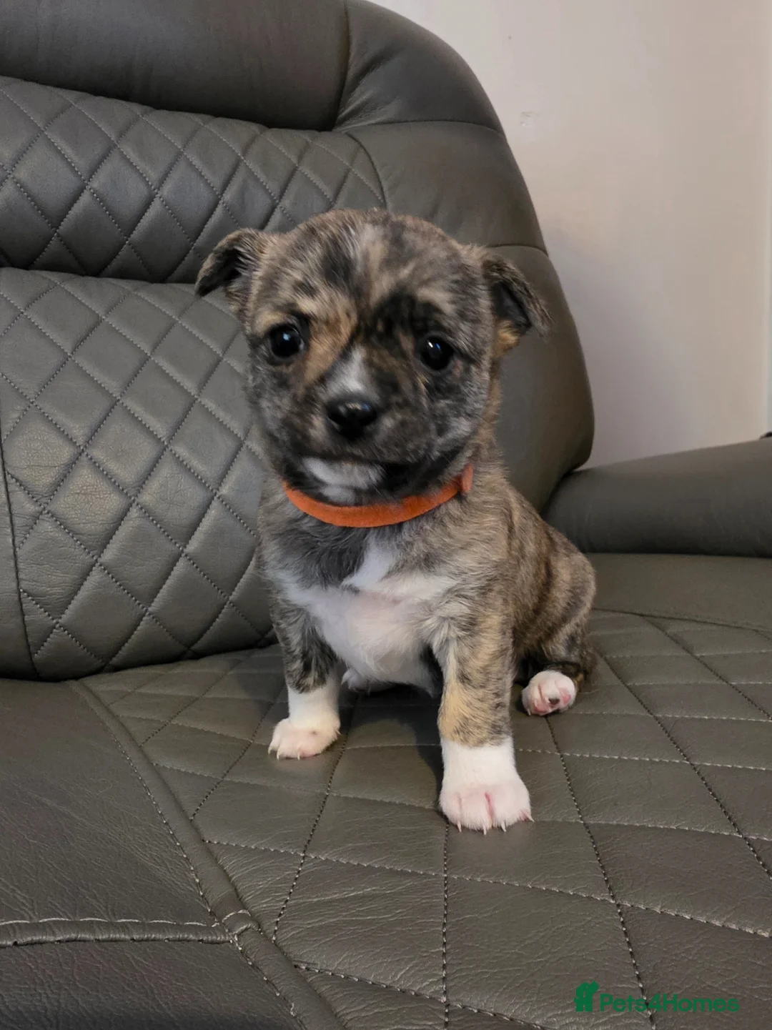 Chihuahua dogs for sale: RARE brindle chihuahua puppies in Winchester - Advert 10