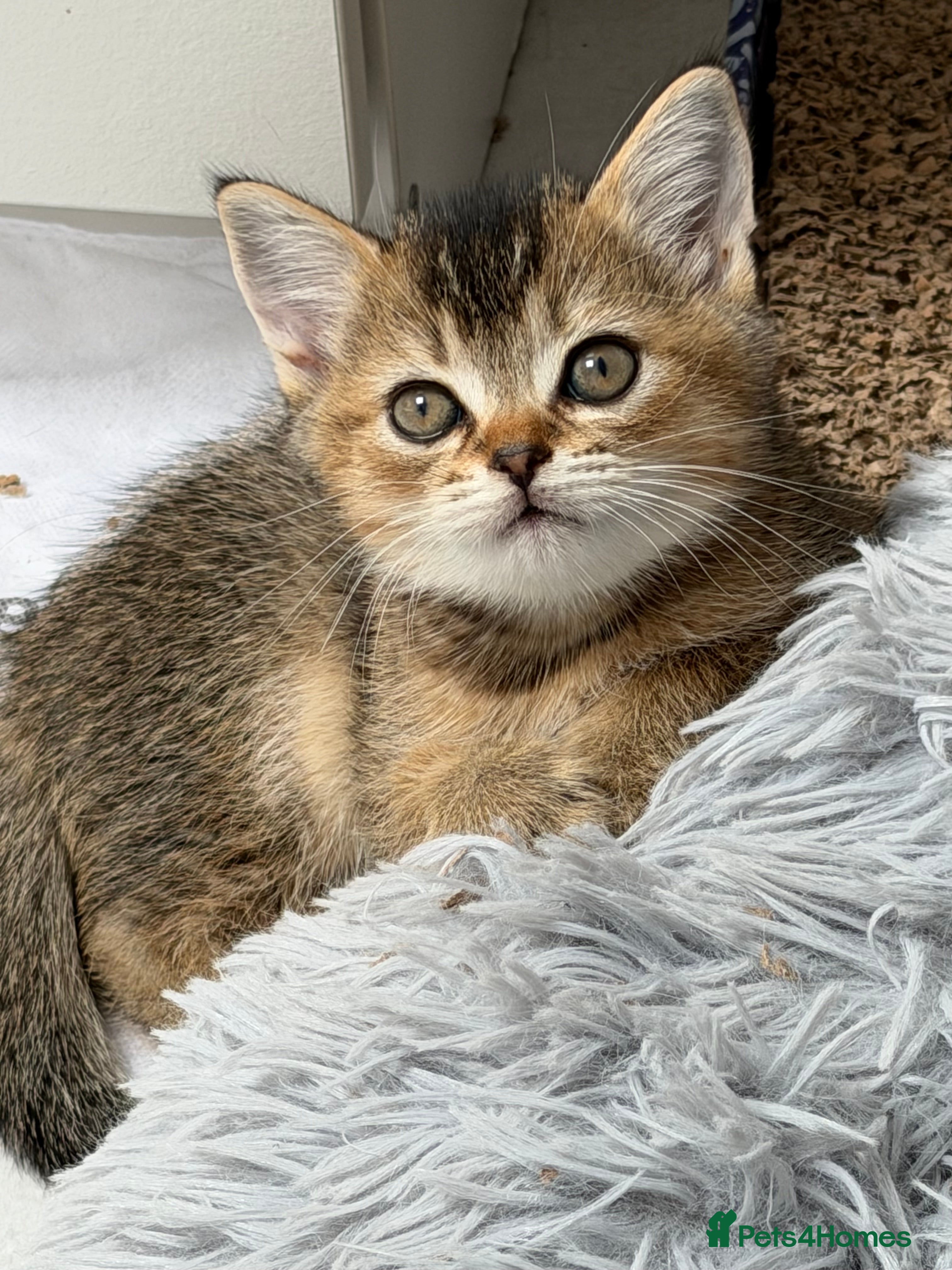 Scottish Fold cats Scottish Fold & Straight kittens available 🐾❤️ - Advert 2