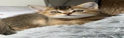 Scottish Fold cats for sale: Scotish Kitten - Advert 12