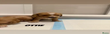 Cockapoo 2