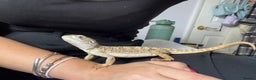 Bearded Dragon reptiles for sale: Rankins Dragon for Rehoming - Advert 2