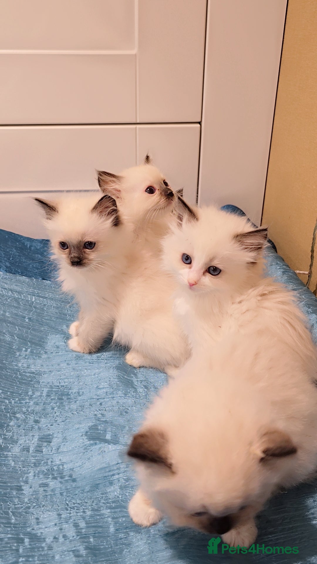 Ragdoll cats for sale: TICA REGISTERED KITTENS/Active - Advert 6