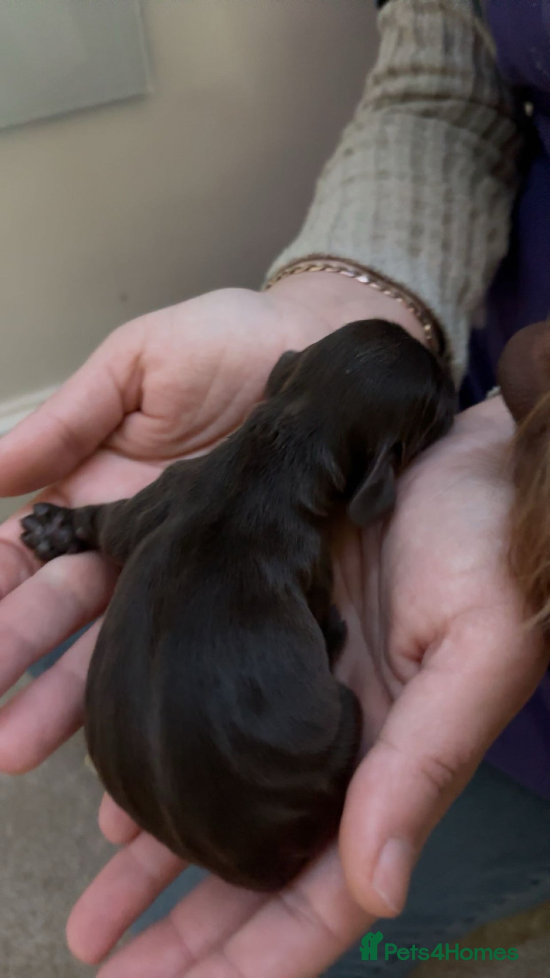 Mixed Breed dogs for sale: Cavapoo puppies  - Advert 9