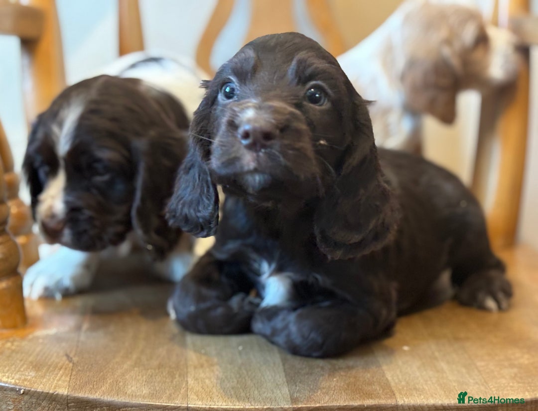 Cocker Spaniel dogs for sale: READY NOW lovely cocker spaniel pups  - Advert 8