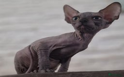 Sphynx cats for sale: Beautiful litter of kittens ❤️ HCM clear 🔥 in Leicester - Image 16